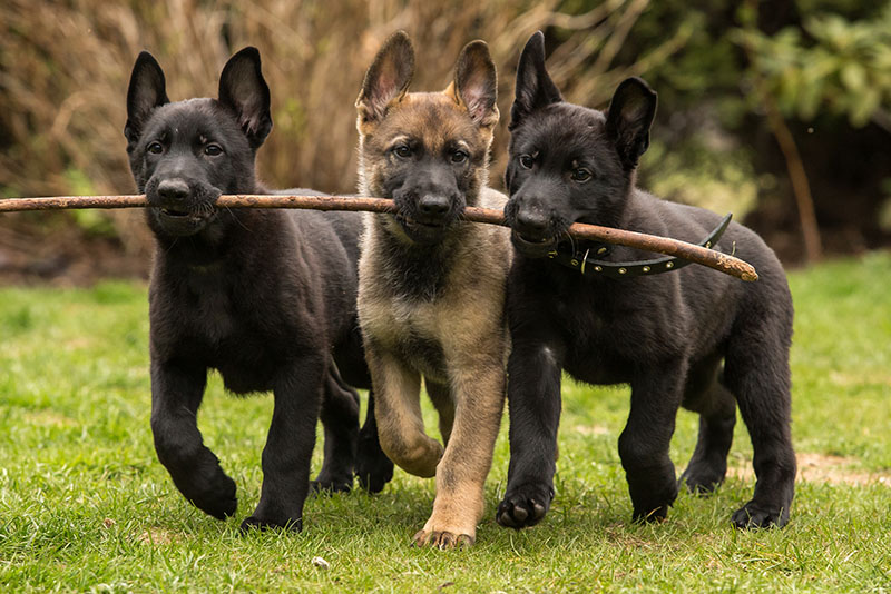 Ein Jagdhund der Rasse Gordon Setter apportiert Kaninchen bei der Jagd