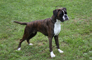 Boxer Klub Muggensturm e.V. hund 2